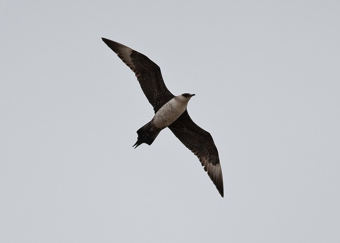 Arctic Skua