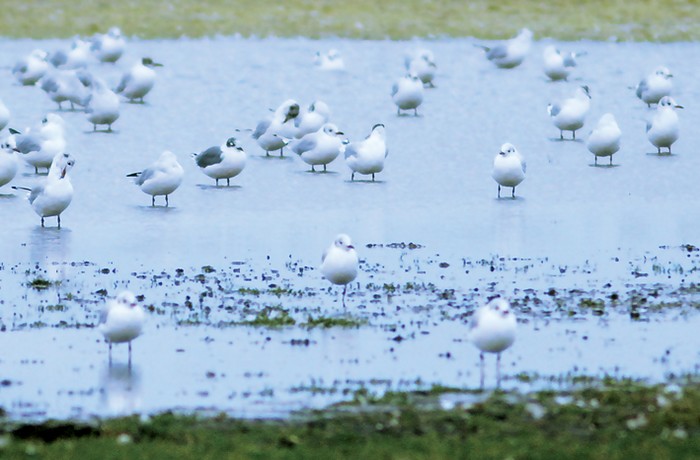 Franklin's Gull