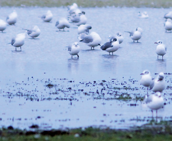 Franklin's Gull