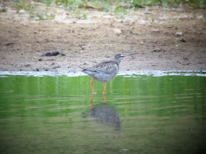 Spotted Redshank