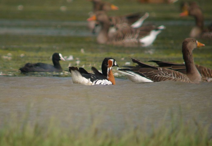 Red-breasted Goose