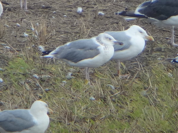 Caspian Gull
