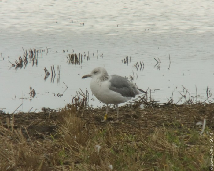 Caspian Gull