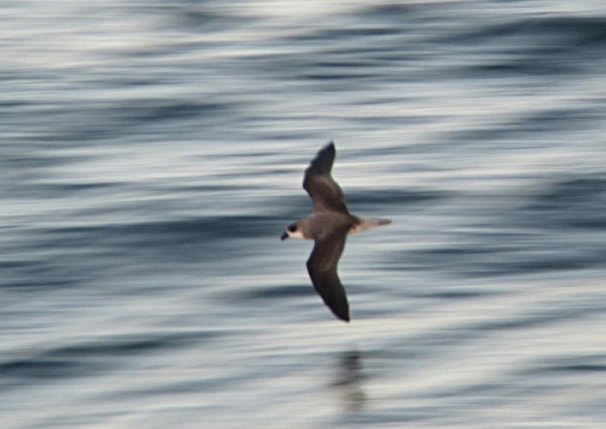 Fea's Petrel