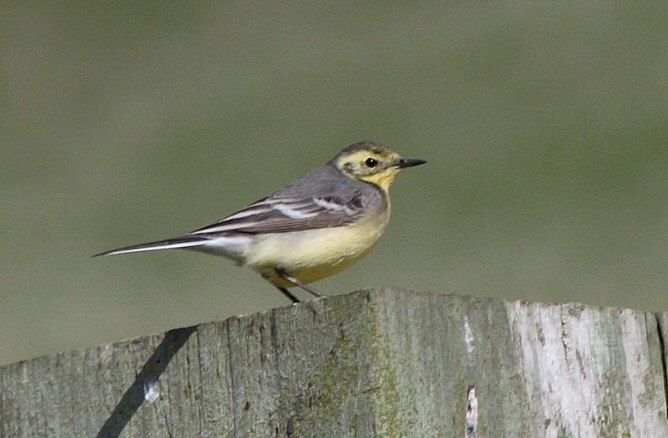 Citrine Wagtail