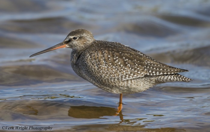 Spotted Redshank
