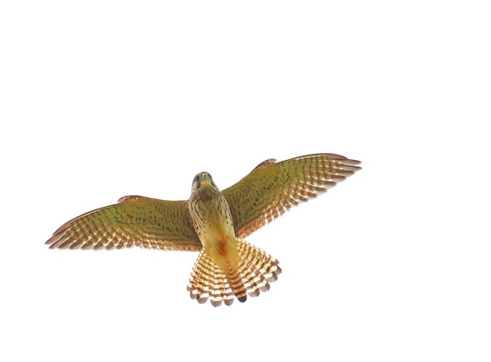 Kestrel