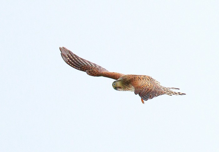 Kestrel