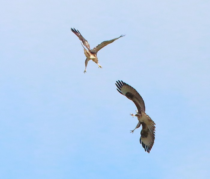 Buzzard