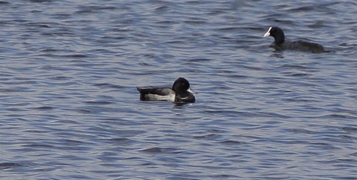 Lesser Scaup