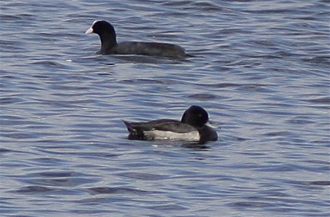 Lesser Scaup