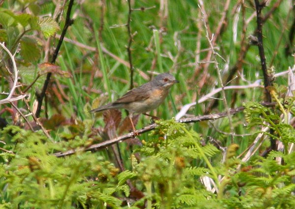 Subalpine Warbler
