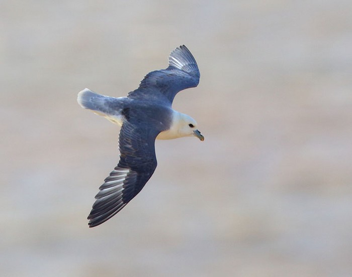 Fulmar