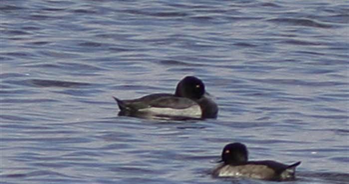Lesser Scaup