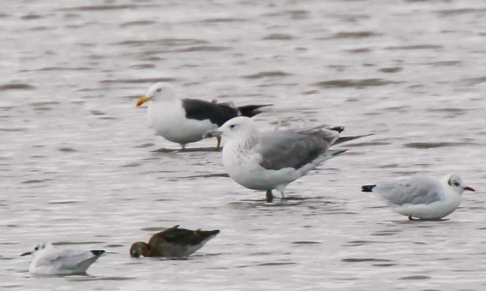 Caspian Gull
