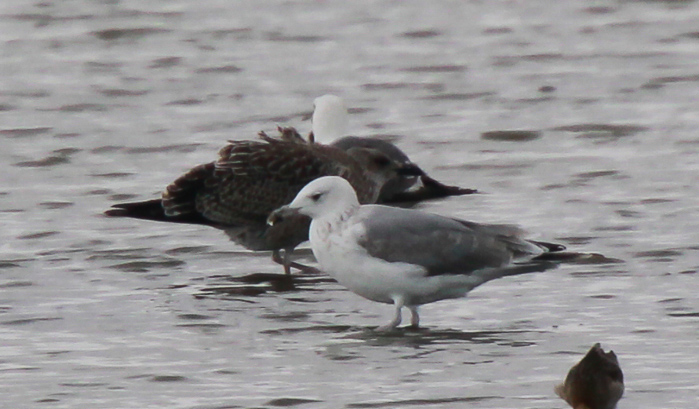 Caspian Gull