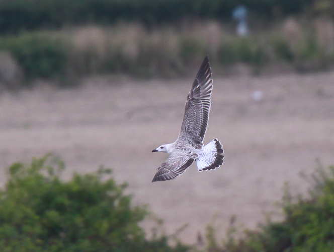 Yellow-legged Gull