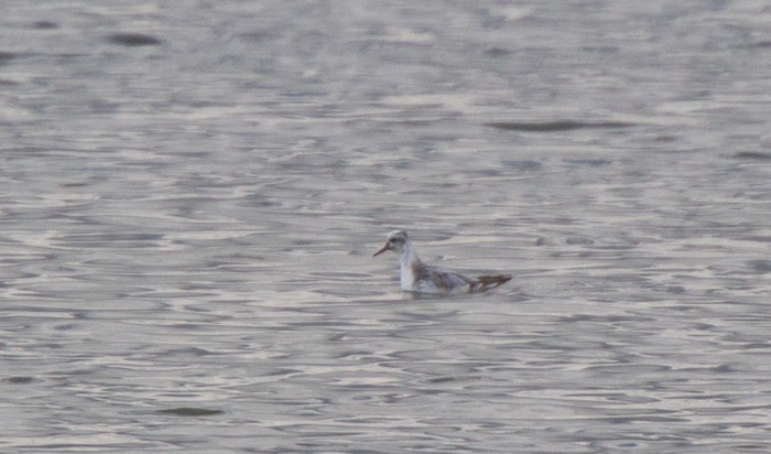 Grey Phalarope