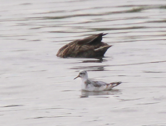 Grey Phalarope