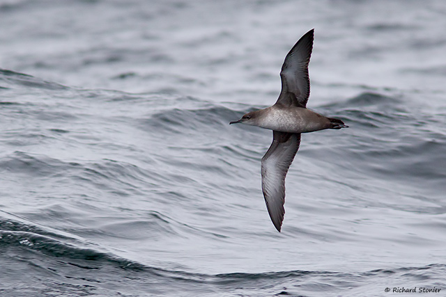 Balearic Shearwater