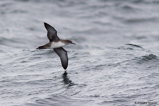 Balearic Shearwater