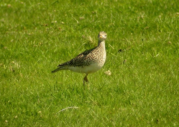 Upland Sandpiper