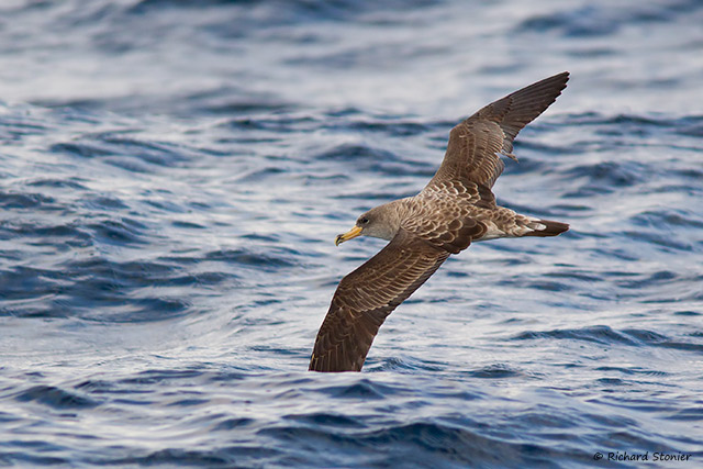 Cory's Shearwater