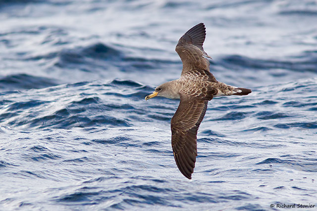 Cory's Shearwater