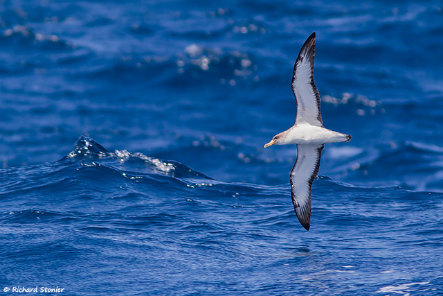 Cory's Shearwater