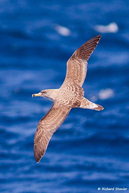 Cory's Shearwater