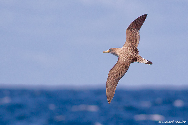 Cory's Shearwater
