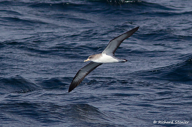 Cory's Shearwater