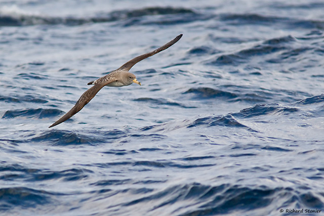 Cory's Shearwater