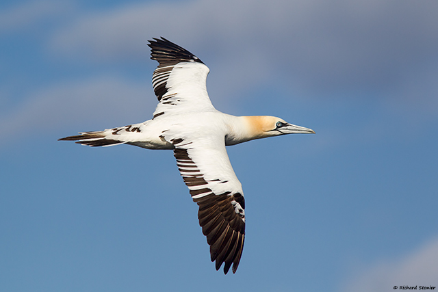 Gannet