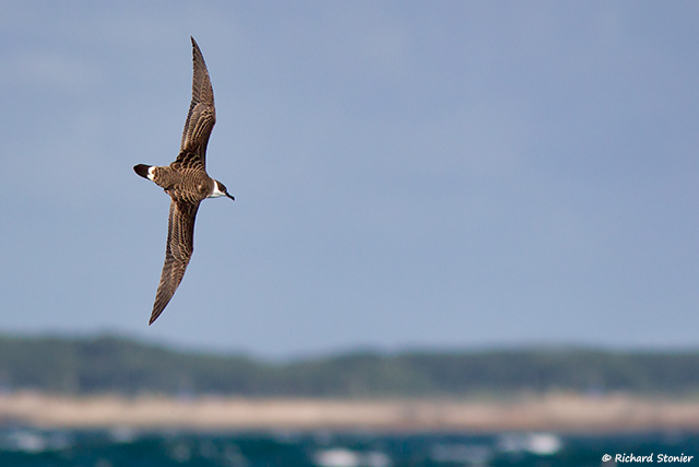 Great Shearwater
