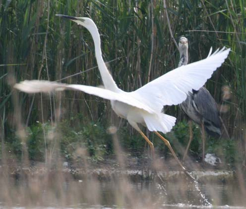 Great White Egret