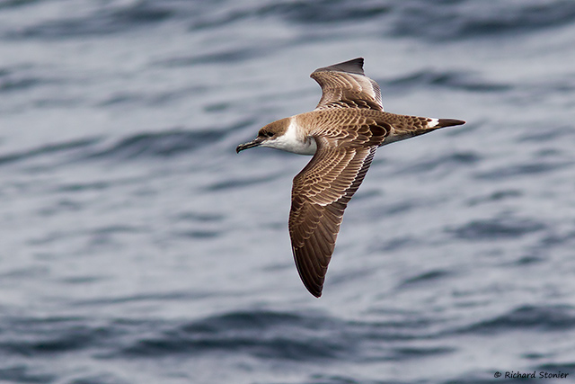 Great Shearwater