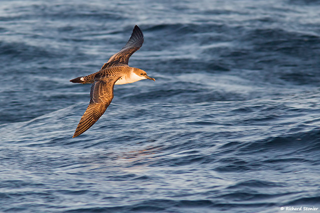 Great Shearwater