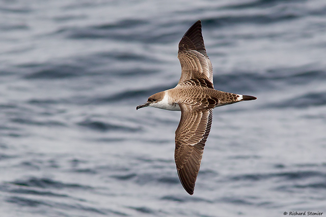 Great Shearwater