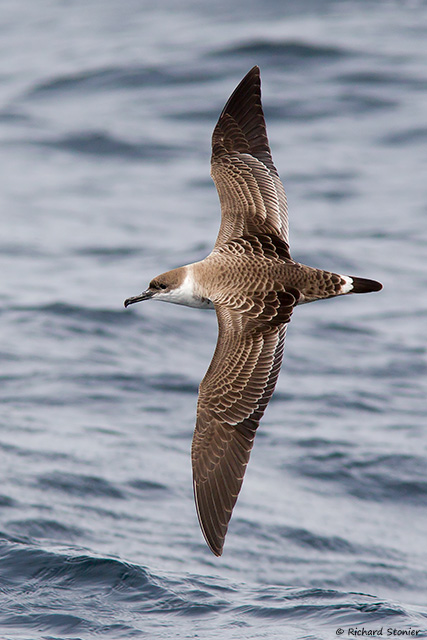 Great Shearwater