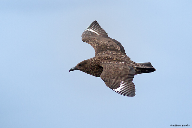 Great Skua