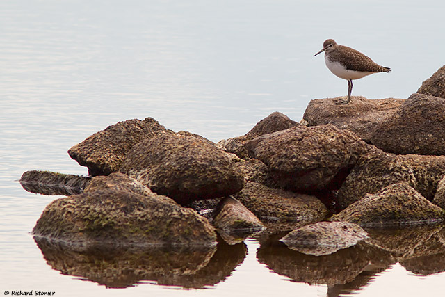 Green Sandpiper