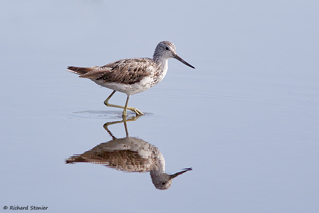 Greenshank