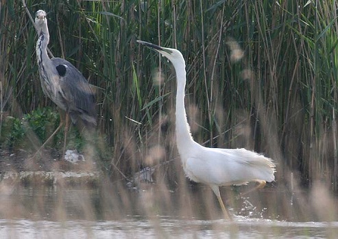 Great White Egret