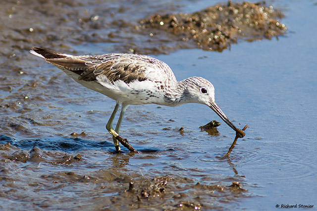Greenshank