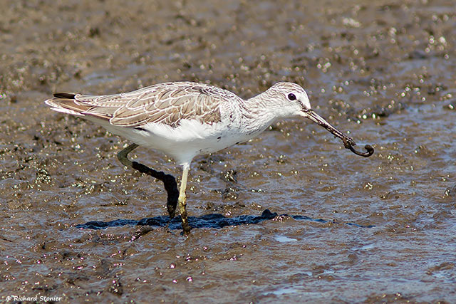 Greenshank