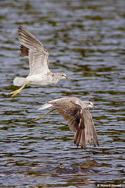 Greenshank
