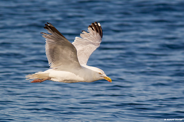 Herring Gull