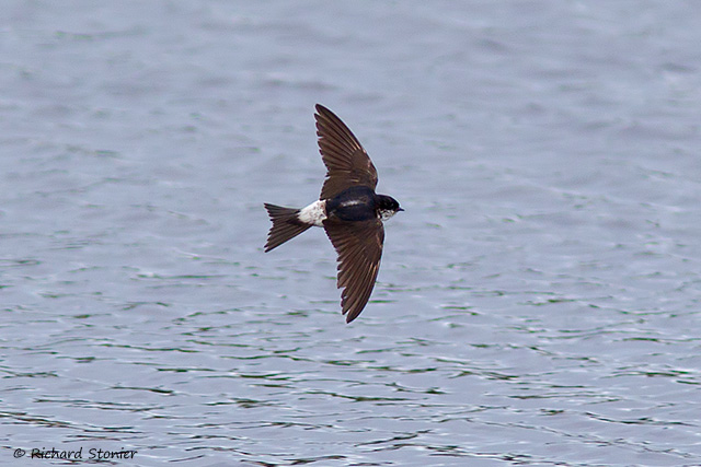 House Martin