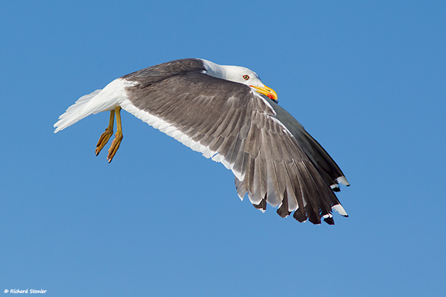 Lesser Black-backed Gull